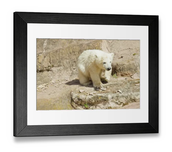 Framed Print : Young polar bear (Ursus maritimus) Framed Print : Young polar bear (Ursus maritimus)