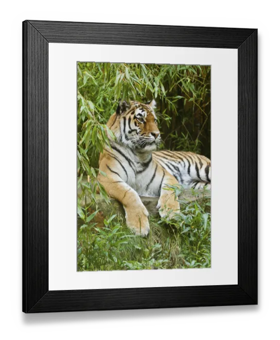 Framed Print : Siberian tiger (Panthera tigris altaica)
