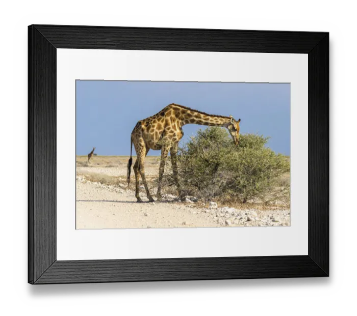 Framed Print : Angola-Giraffe (Giraffa camelopardalis angolensis) in Namibia