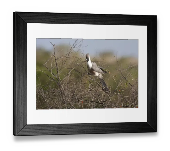 Framed Print : Bare-faced Noisy Bird, Bare-faced Go-away-bird in the bushes