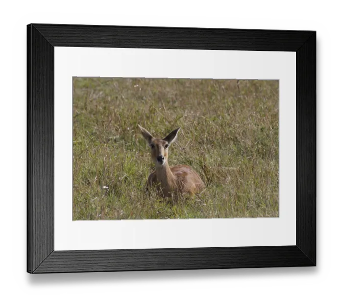 Framed Print : Reedbuck