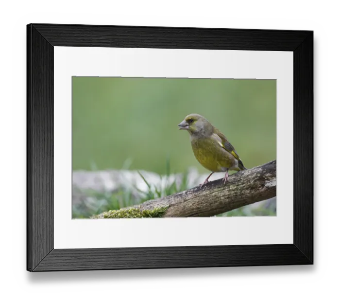 Framed Print : Greenfinch