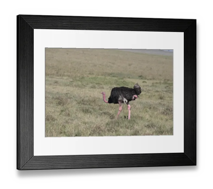 Framed Print : Ostrich, male in breeding mood Framed Print : Ostrich, male in breeding mood