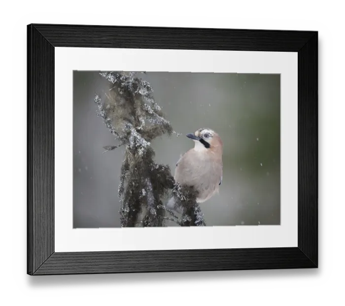 Framed Print : Eurasian Jay (Garrulus glandarius)