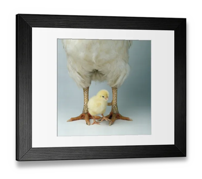 Framed Print : Domestic fowl, chick between legs of domestic cock Framed Print : Domestic fowl, chick between legs of domestic cock