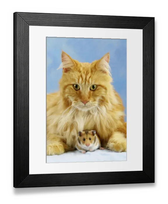 Framed Print : Main Coon Cat and Golden hamster (Mesocricetus auratus) Framed Print : Main Coon Cat and Golden hamster (Mesocricetus auratus)