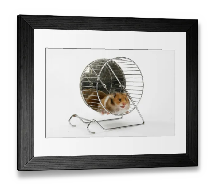 Framed Print : Golden hamster (Mesocricetus auratus) in wheel Framed Print : Golden hamster (Mesocricetus auratus) in wheel