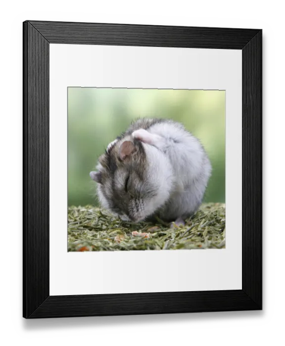 Framed Print : Djungarian hamster (Phodopus sungorus)