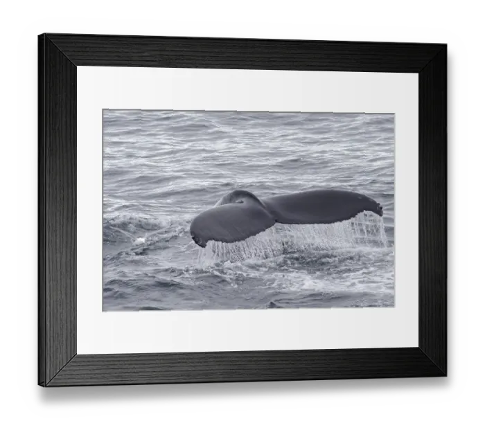 Framed Print : Fluke of a diving Humpback Whale (Megaptera novaeangliae)