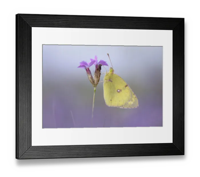 Framed Print : Pale Clouded Yellow (Colias hyale)