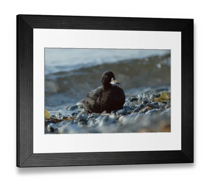 Framed Print : Black Scoter (Melanitta nigra), Trauerente Framed Print : Black Scoter (Melanitta nigra), Trauerente