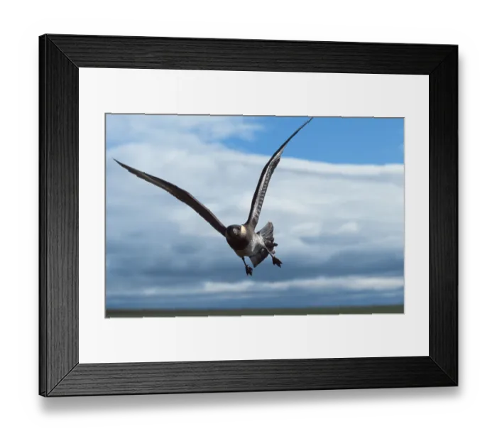 Framed Print : Pomarine Skua (Stercorarius pomarinus)