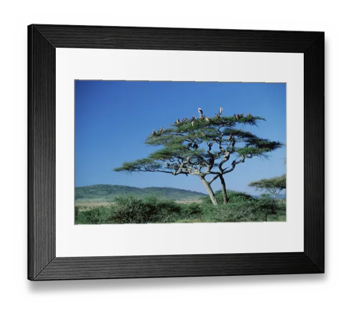 Framed Print : African White-backed Vultures (Gyps africanus) on Acacia tree
