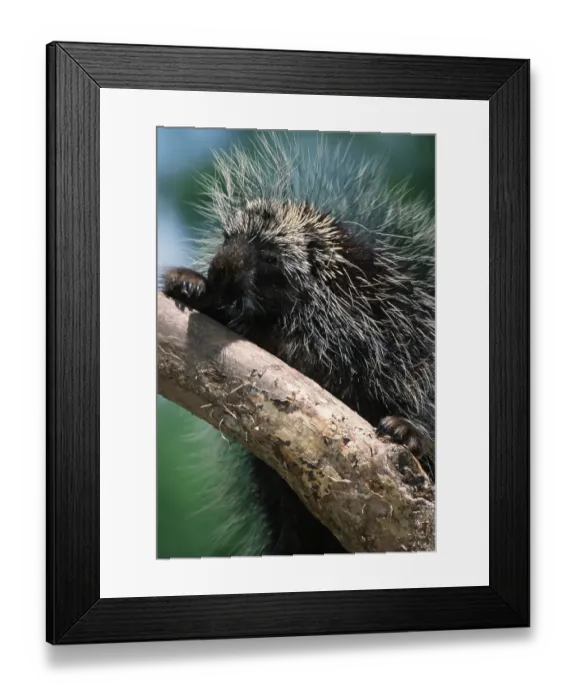 Framed Print : North American Porcupine (Erethizon dorsatum)