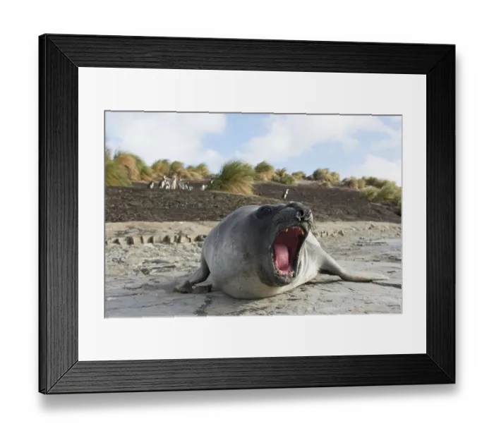 Framed Print : Sealion Island, Southern Elephant Seal (Mirounga leonina)