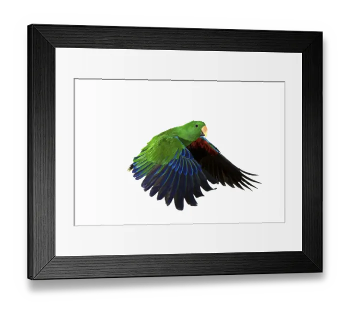 Framed Print : Eclectus Parrot (eclectus roratus)