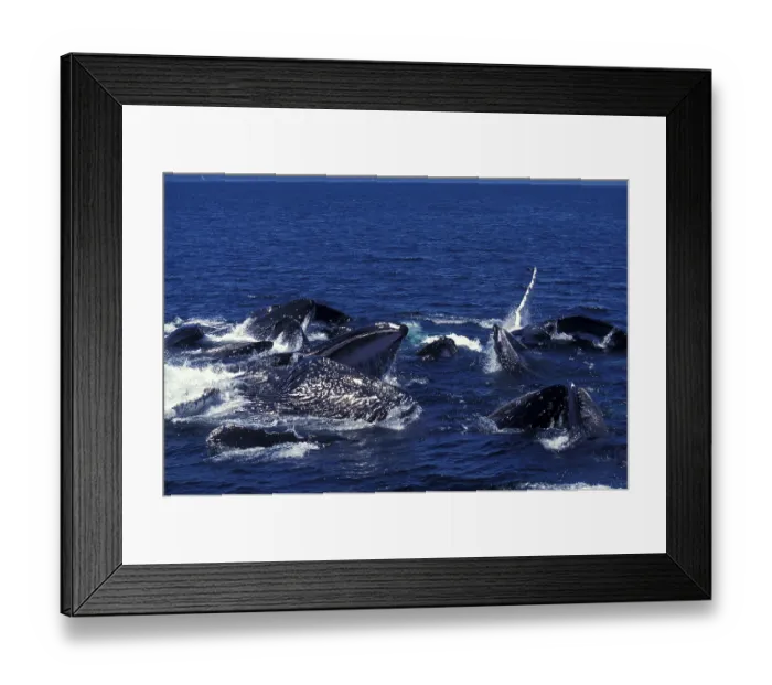Framed Print : Humpback whale (megaptera novaeangliae)