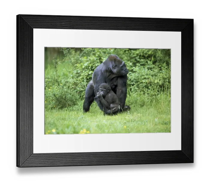 Framed Print : Eastern lowland gorilla (gorilla gorilla) graueri Framed Print : Eastern lowland gorilla (gorilla gorilla) graueri