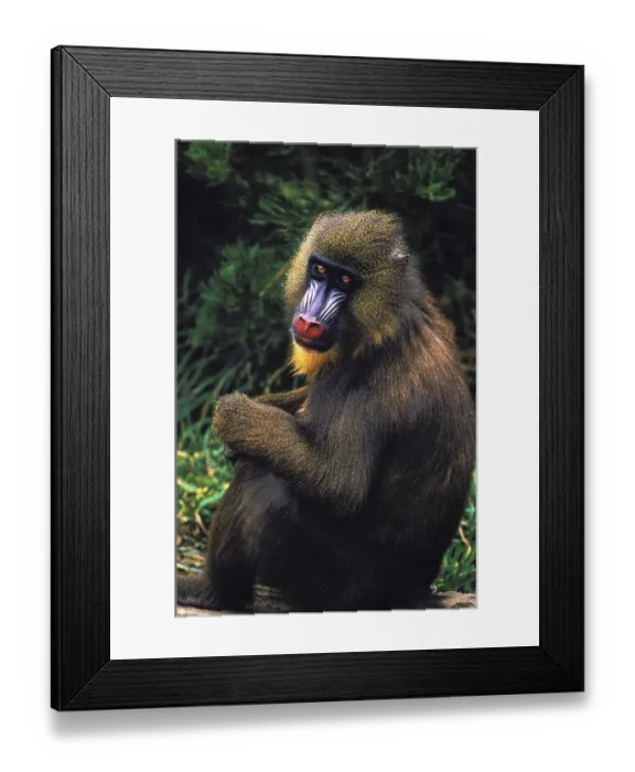 Framed Print : Mandrill (mandrillus sphinx), FEMALE SITTING ON THE GROUND