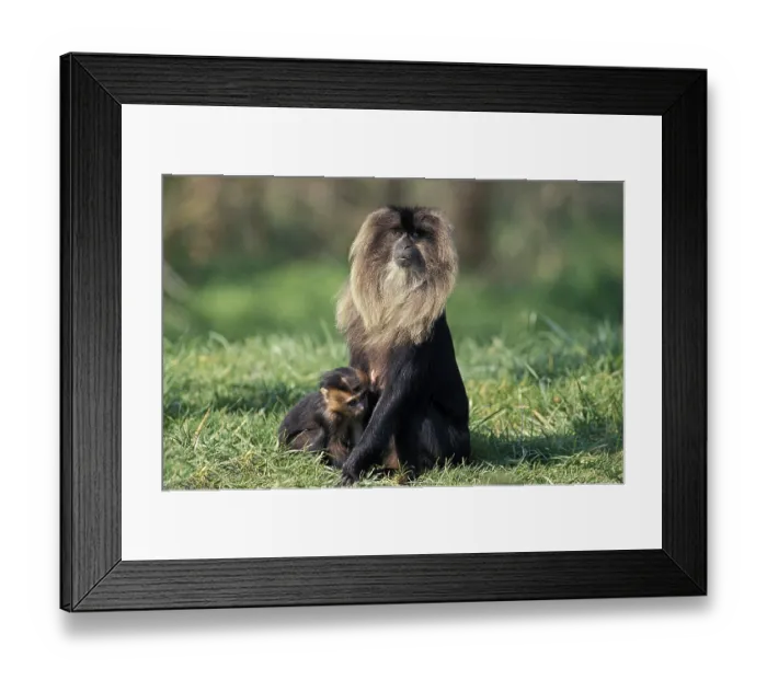 Framed Print : Lion Tailed Macaque (macaca silenus)