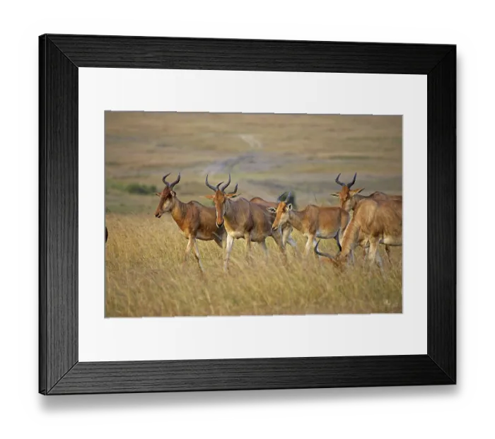 Framed Print : Hartebeest (alcelaphus buselaphus)