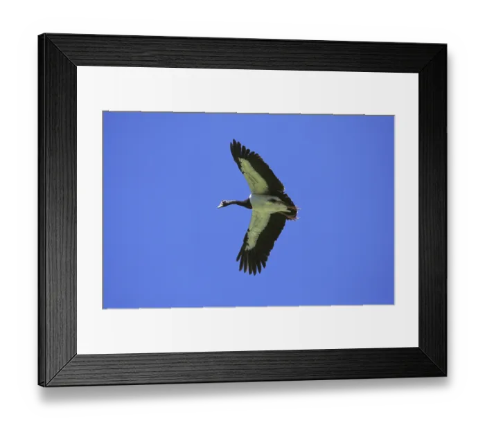 Framed Print : Magpie Goose (anseranas semipalmata)