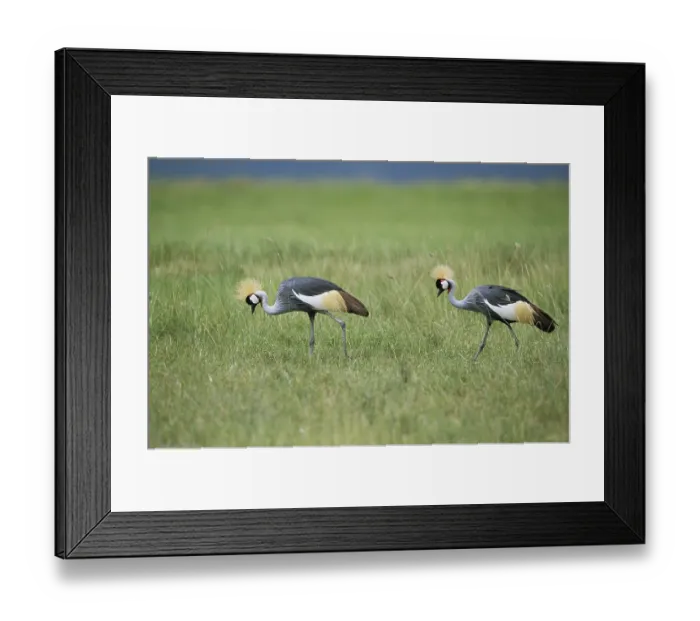 Framed Print : Gray crowned-crane (balearica regulorum) Framed Print : Gray crowned-crane (balearica regulorum)