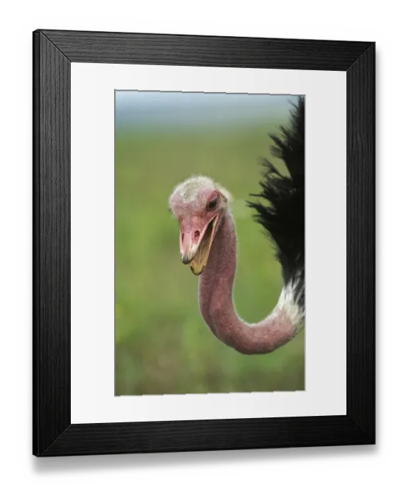 Framed Print : Common ostrich (struthio camelus) Framed Print : Common ostrich (struthio camelus)