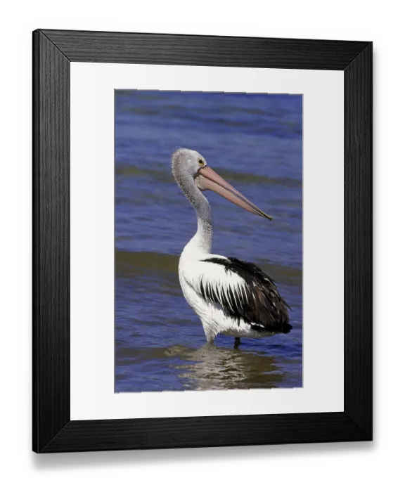 Framed Print : AUSTRALIAN australian pelican (pelecanus conspicillatus)