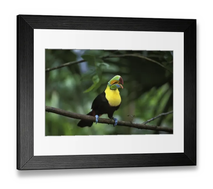 Framed Print : Keel-billed toucan (ramphastos sulfuratus) Framed Print : Keel-billed toucan (ramphastos sulfuratus)