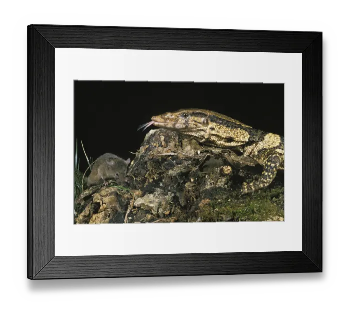 Framed Print : Dumeril's monitor (varanus dumerilii) Framed Print : Dumeril's monitor (varanus dumerilii)