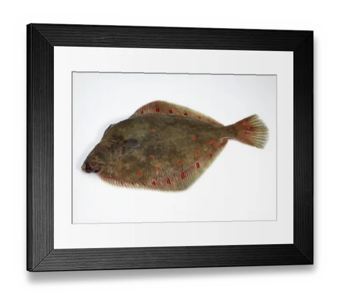 Framed Print : Plaice, European plaice (pleuronectes platessa) Framed Print : Plaice, European plaice (pleuronectes platessa)