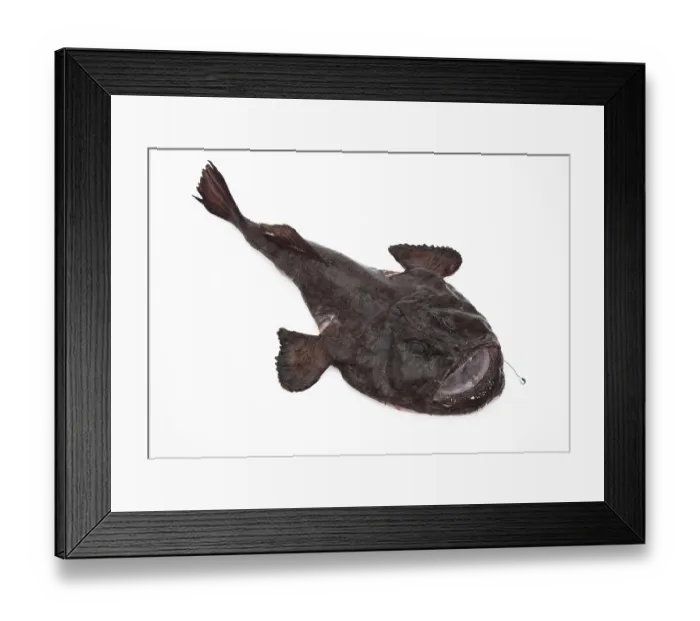 Framed Print : Monkfish (lophius piscatorius) Framed Print : Monkfish (lophius piscatorius)