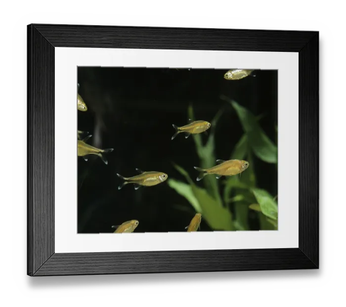 Framed Print : Silver-Tipped Tetra (hasemania nana) Framed Print : Silver-Tipped Tetra (hasemania nana)