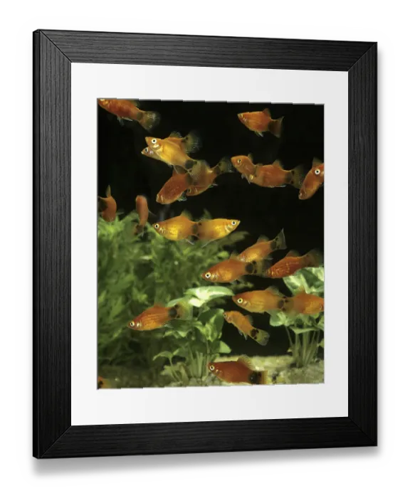 Framed Print : Mickey Mouse Platy (xiphophorus maculatus)
