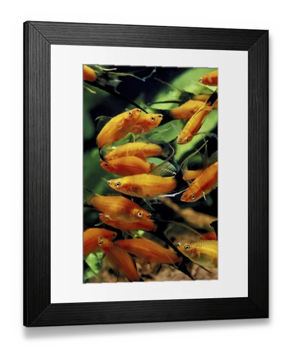 Framed Print : Xiphophorus helleri, Swordtail Framed Print : Xiphophorus helleri, Swordtail