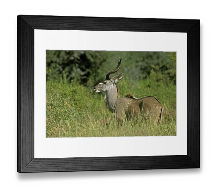 Framed Print : Greater Kudu (tragelaphus strepsiceros)