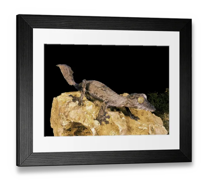 Framed Print : LEAF-TAILED GECKO (uroplatus) fimbriatus