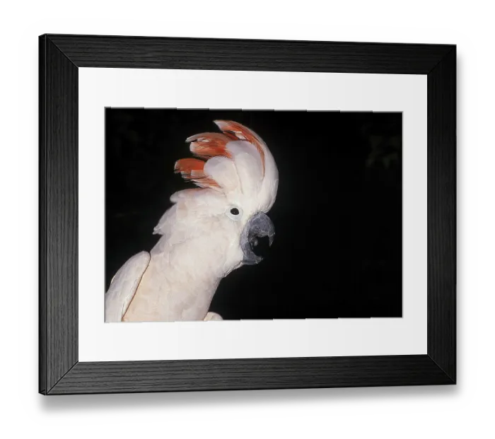 Framed Print : Salmon-crested Cockatoo (cacatua moluccensis) or Moluccan Cockatoo