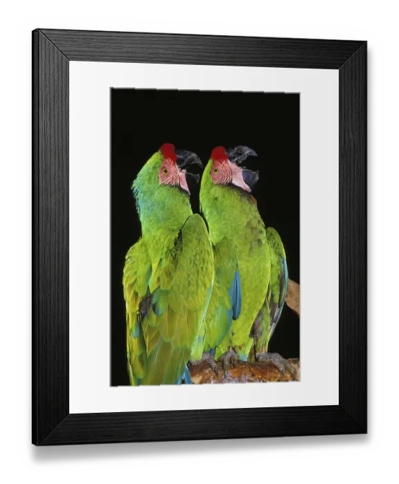 Framed Print : Military Macaw (ara militaris) Framed Print : Military Macaw (ara militaris)