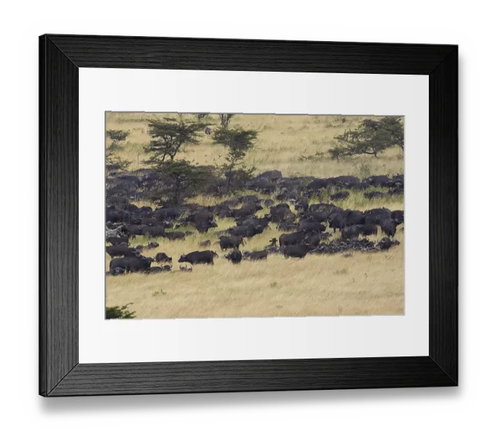 Framed Print : African Buffalo (syncerus caffer)
