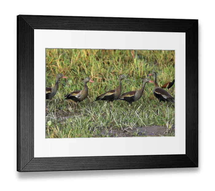 Framed Print : Red-Billed Whistling Duck, dendrocygna automnalis