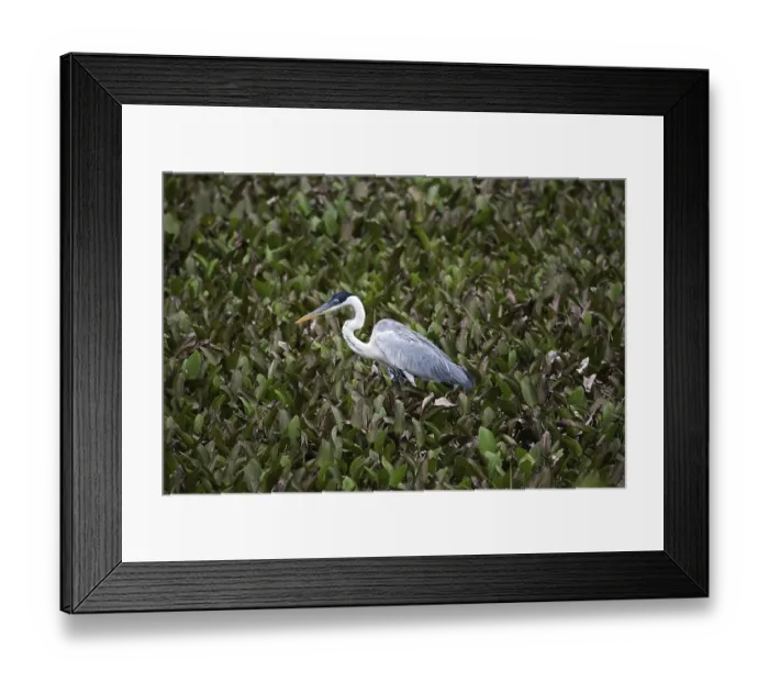 Framed Print : White-Necked Heron (ardea cocoi) Framed Print : White-Necked Heron (ardea cocoi)