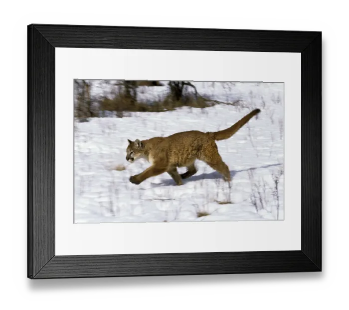Framed Print : Cougar (puma concolor), Adult running on Snow