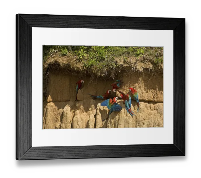 Framed Print : RED-AND-GREEN MACAW (ara chloroptera)