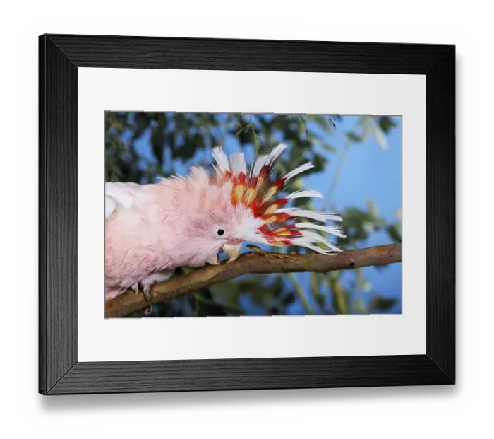 Framed Print : PINK COCKATOO OR MAJOR MITCHELL'S COCKATOO (cacatua leadbeateri)