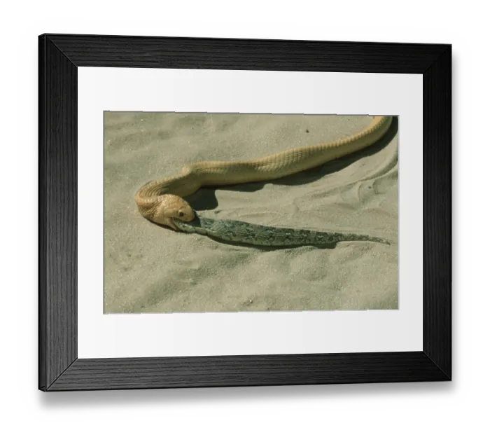 Framed Print : Cape Cobra (Naja nivea) eating other snake