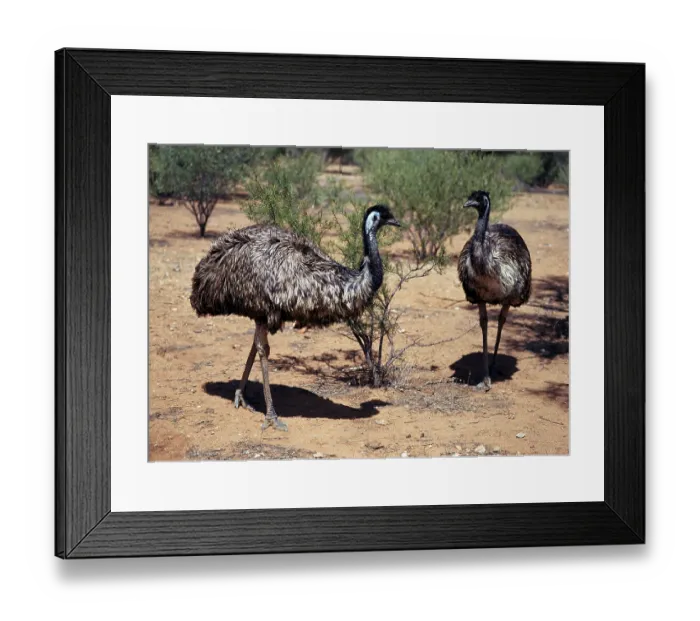 Framed Print : Emus (Dromaius novaehollandiae), Australia Framed Print : Emus (Dromaius novaehollandiae), Australia