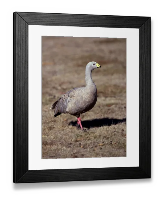 Framed Print : Cereopsis Goose, Australia (Cereopsis novaehollandiae)