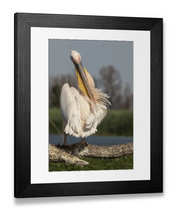 Framed Print : Common pelican (Pelecanus onocrotalus) Danube Delta Romania Framed Print : Common pelican (Pelecanus onocrotalus) Danube Delta Romania